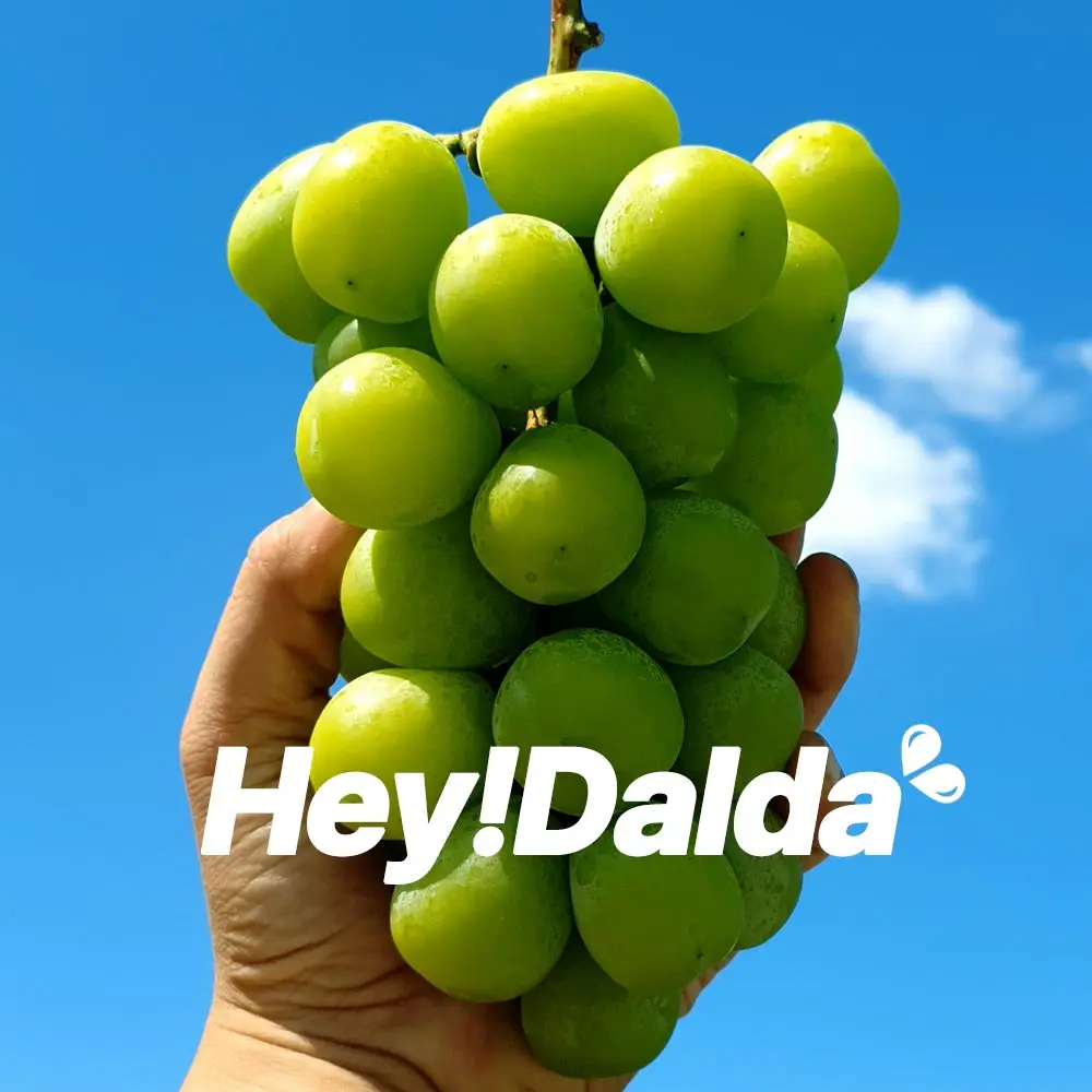 [هايدالدا] مسقط لامع مضمون الذوق 2 كجم عنب أخضر لامع