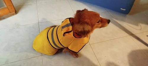 Customer review photo for Waterproof Dog Raincoat — Adjustable, Windproof & Hooded