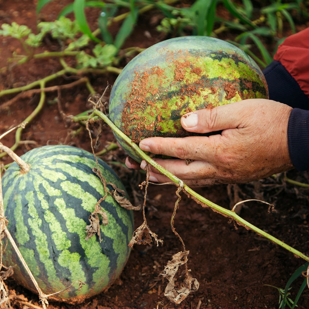 고당도 수박 4kg 5kg 6kg 함안 우곡 고창 산지직송