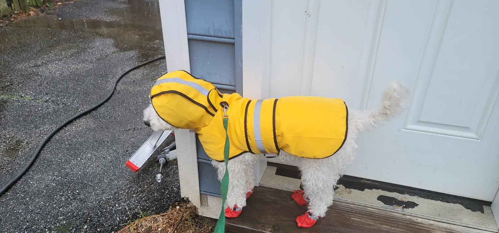 Customer review photo for Waterproof Dog Raincoat — Adjustable, Windproof & Hooded