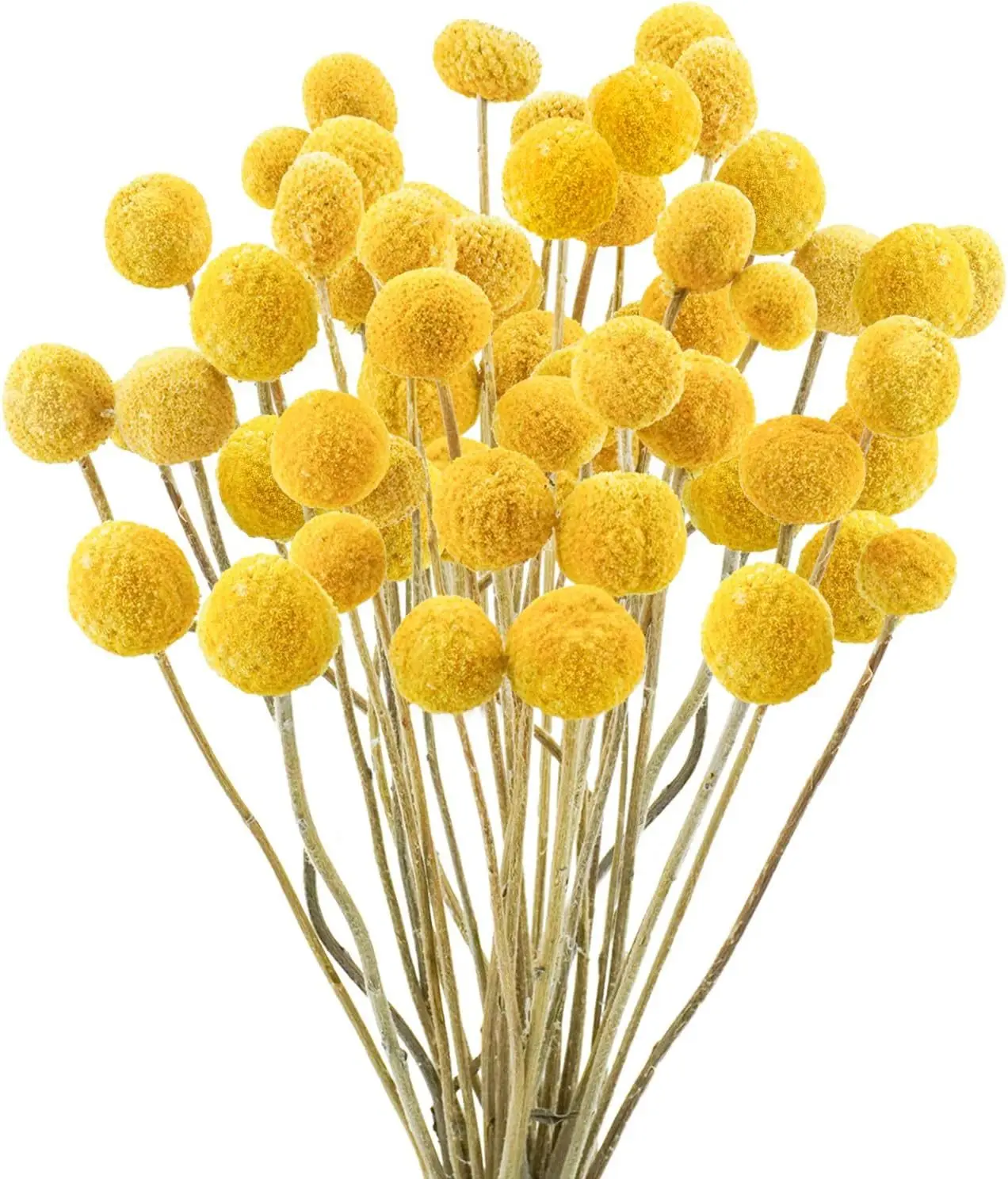 Gedroogde bloemen Pampasgras Gedroogde Craspedia Globosa 30 stuks gedroogde bloemen Ibettertec Hoogte 45 cm Gedroogde bloemen voor bloemstukken bruiloft vaasdecoratie