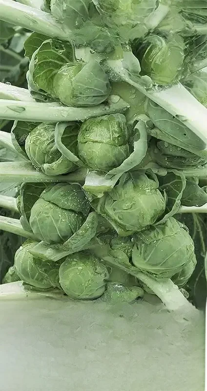 Chou Casiopea Bruxelles germes 2G VegAna graines de chou végétal