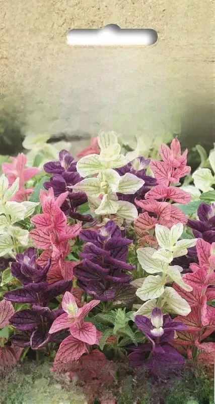 Graines de fleurs tricolores de sauge pour la maison et le jardin 0,5g-TORAF