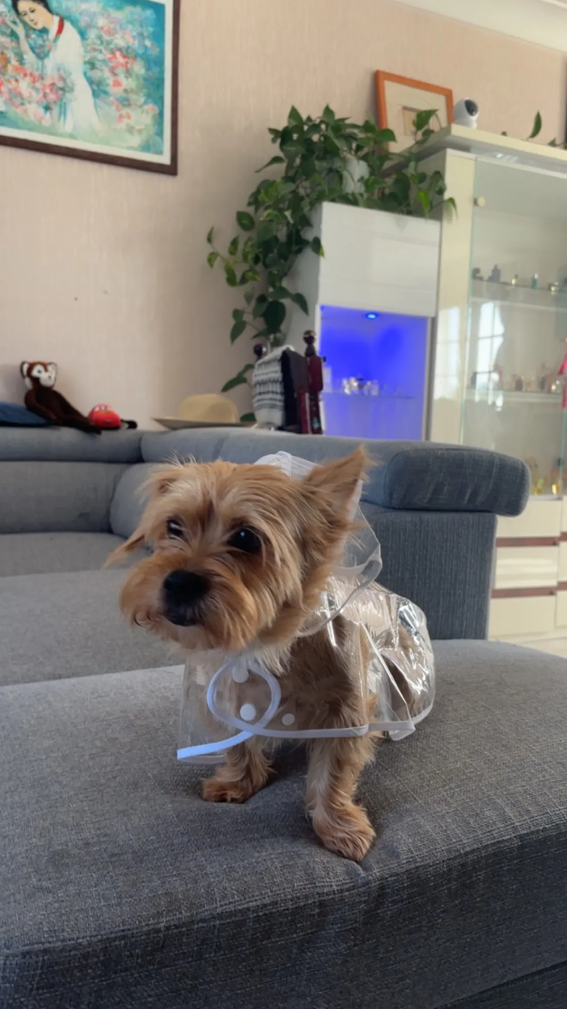 Customer review photo for Clear Water-Resistant Dog Raincoat with Harness Opening