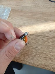 Imagen de reseña 2