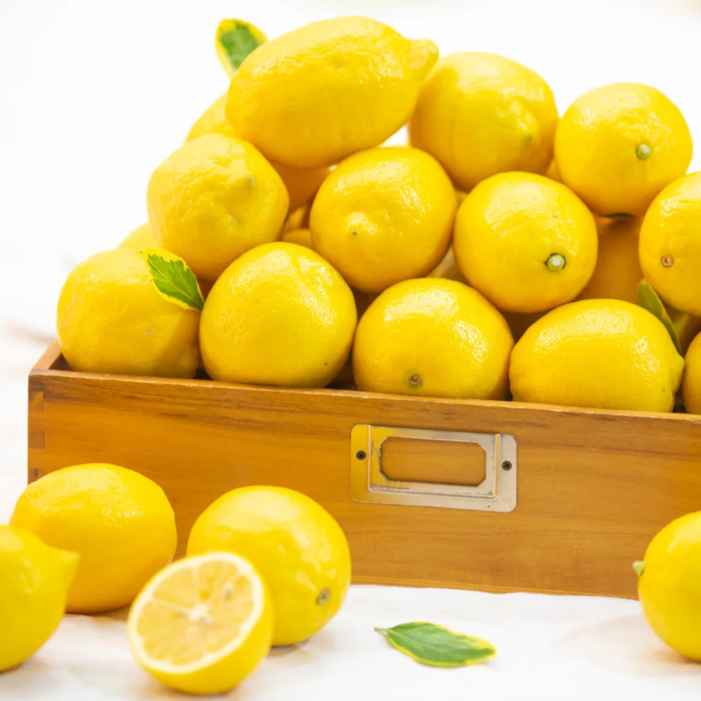 خيار كبير الحجم من الليمون الفاخر من World Market (كبير/كبير متوسط/صغير)