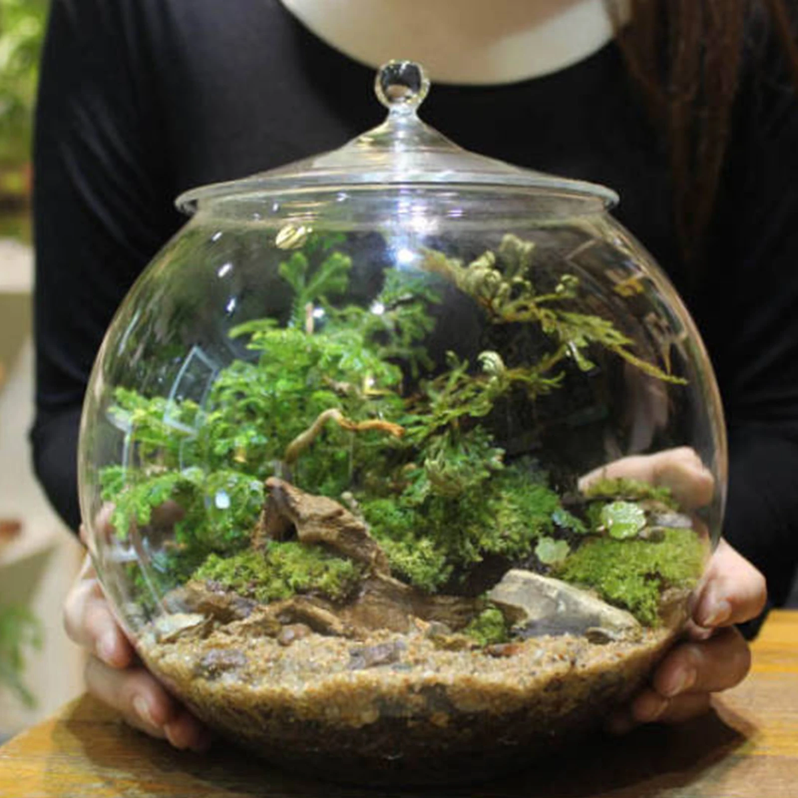 Glass Terrarium Jar DIY Centerpiece Sealed Storage Jar Plants Planter Jar for Desktop Living Room Kitchen Bedroom Coffee