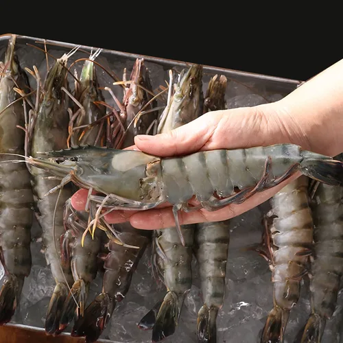 킹 블랙타이거 새우 500g 12미 식감 최상급 캠핑 집들이 선물용 