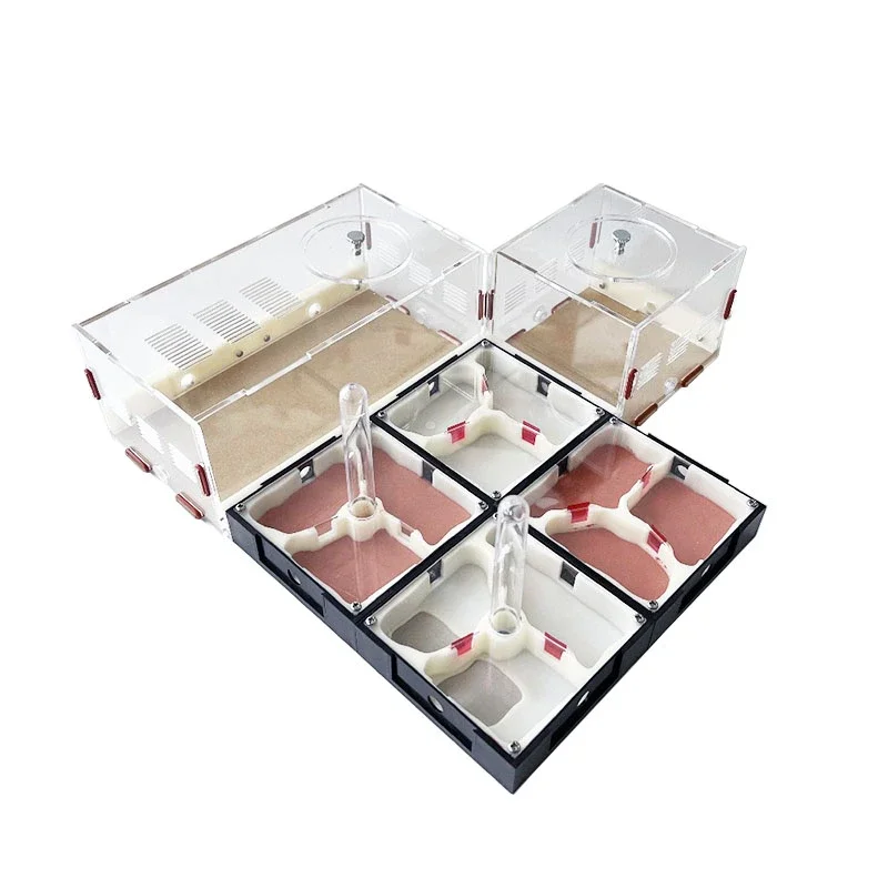 Nid de fourmis en acrylique avec zone d'alimentation, 6000 fourmis illimitées, animal de compagnie en gypse, 174 fourmis malades, atelier, maison, tour d'eau hydratante