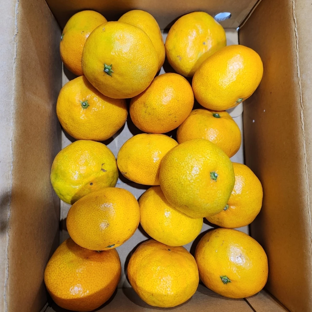 Songrim Jeju Mountain Direct Songcom Sweet and Sour Gosenojo Citrus (2LL or above) 3kg/5kg/10kg