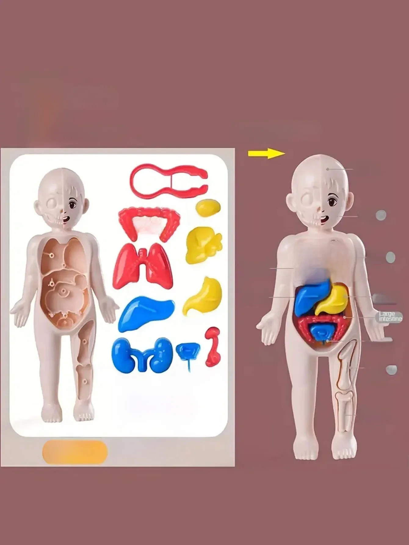 Zestaw 14 szt. Układanki dla dzieci model anatomii człowieka edukacji, nauka zabawki konstrukcyjne narządowych, narządów ciała dzieci uczących — zdjęcie 2