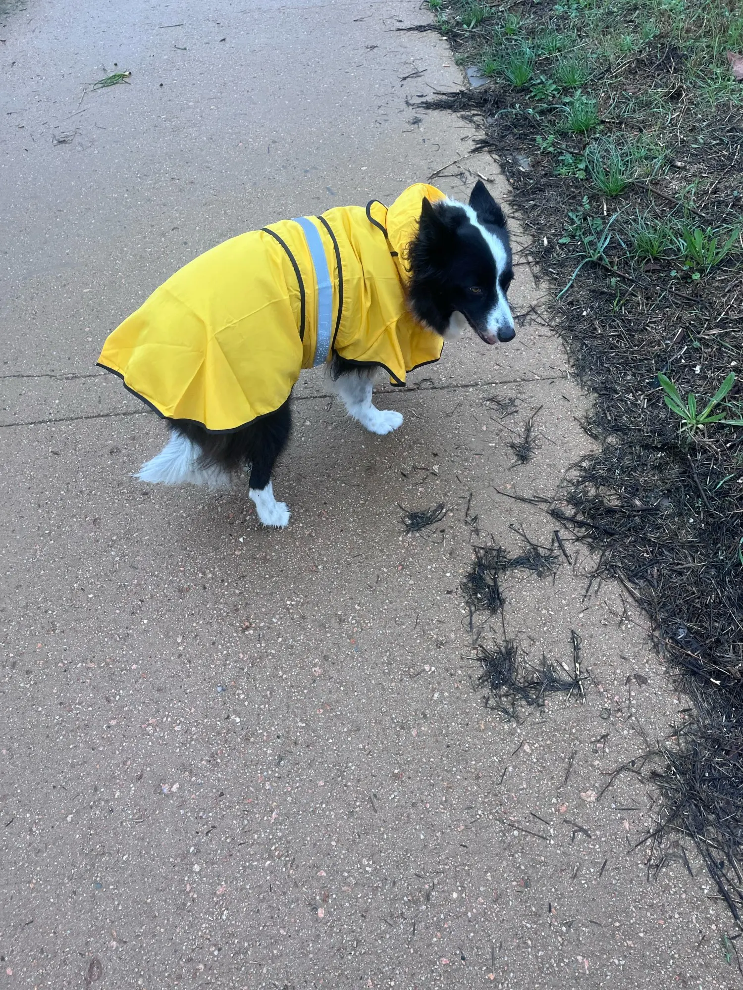 Customer review photo for Waterproof Dog Raincoat — Adjustable, Windproof & Hooded