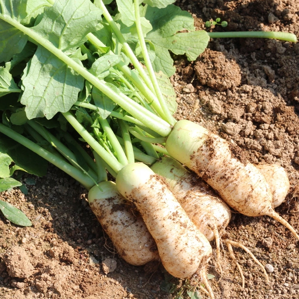 ثوب الغذاء-كوريا جيمشي ، سوار المحلية