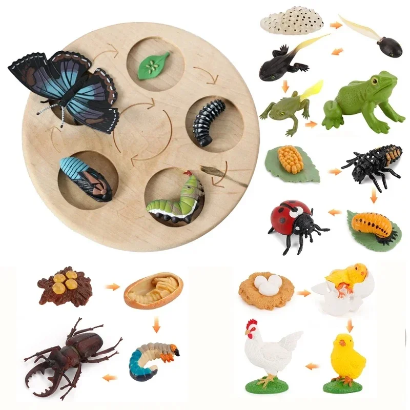 AliExpress Animal Life Cycle Board Children Toys Montessori Teaching Aids Plant Animal Growth Cycle Model Set preschool cognitive Toys