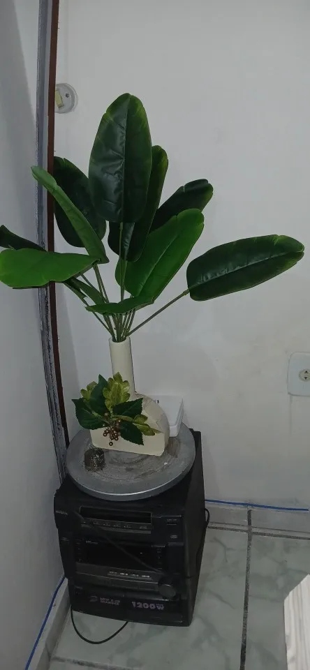 A customer's photo of the bird of paradise plant they received