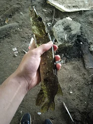 Imagen de reseña 1