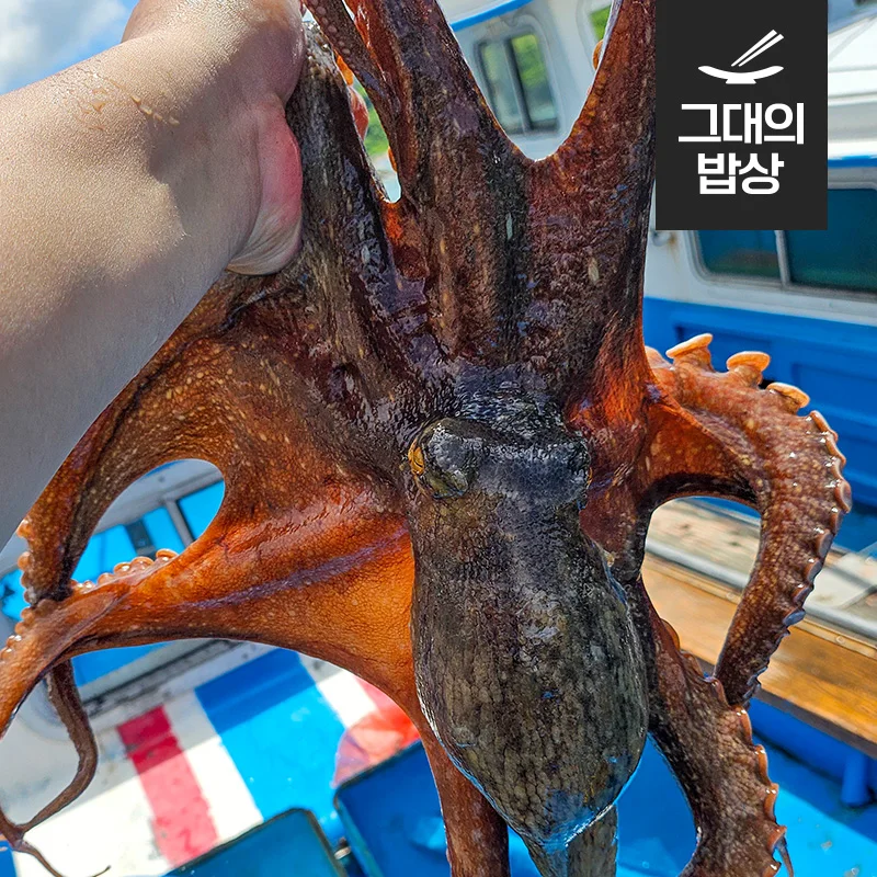 أخطبوط من حجر تونجويونغ ، 1-4