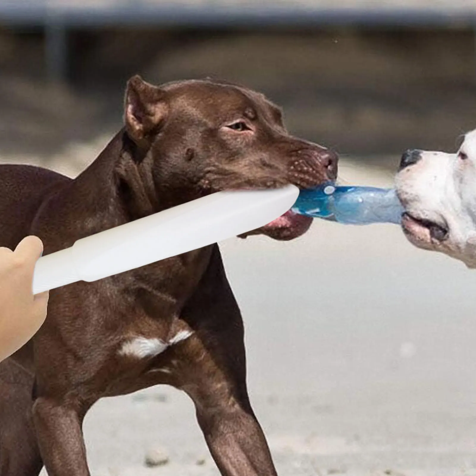 Palo de entrenamiento para morder perro, juguete para masticar de nailon, tapón de agresión para lucha de mascotas, Pitbull, perros medianos, pastor, suministros para mascotas