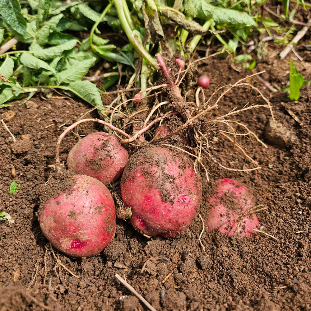 Porsel Porsel 24 Years Hat potato Castera red potato 3kg/5kg