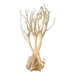 1pcs Natural Driftwood Aquarium Tree Tank Wood Tree Branch Freshwater Ornament Reptile Branches Terrarium Driftwood Tank Decor