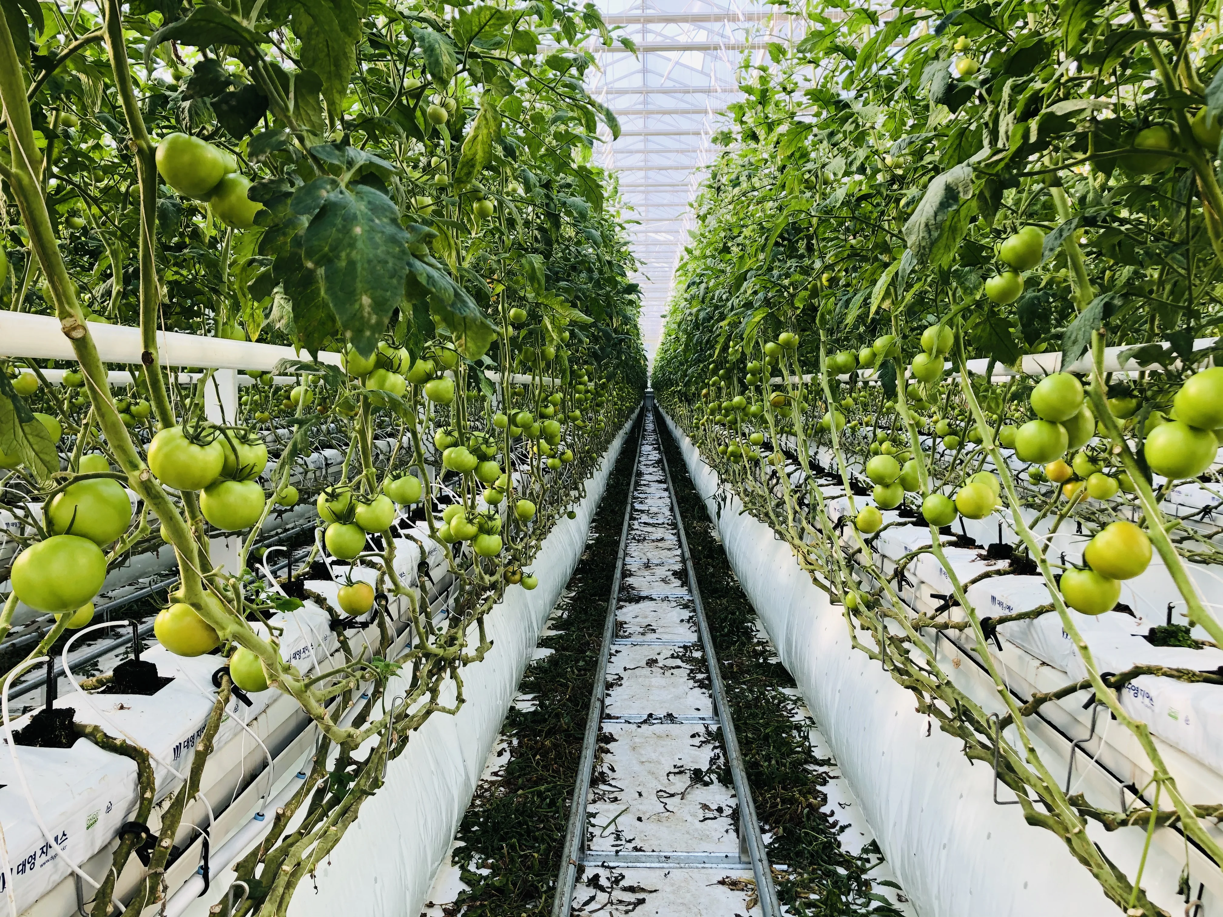 완숙 찰 토마토 대추 방울토마토