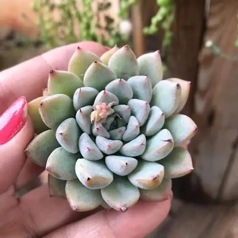 Echeveria Stone Elf