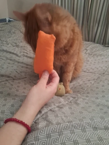 New Cat Toy Rustle Sound Catnip Toy Cats Products Toys for Kitten Teeth Grinding Cat photo review