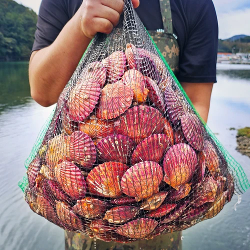 아주부 산지직송 통영 홍가리비 2kg (4kg구매시 1kg증정) 