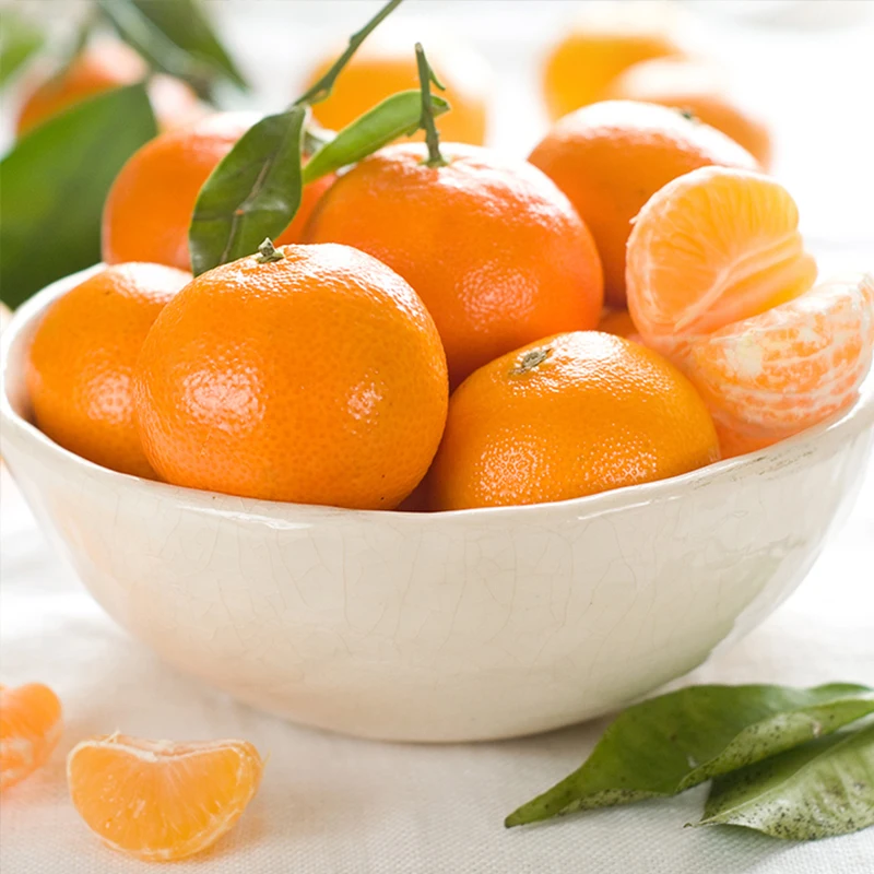 청정제주 새콤달콤 감귤 하우스 감귤