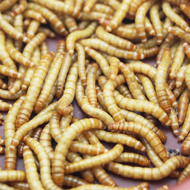 1+1 Wheat Worm (Hamster Hedgehog Chick Chicken Protein Reptile Feeding)