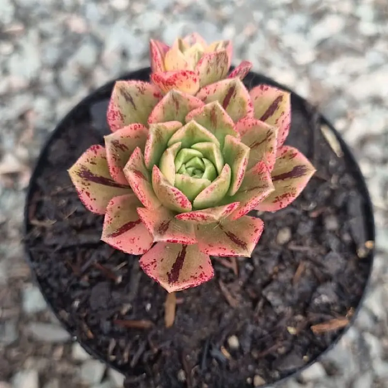 Aeonium Sweet Eva