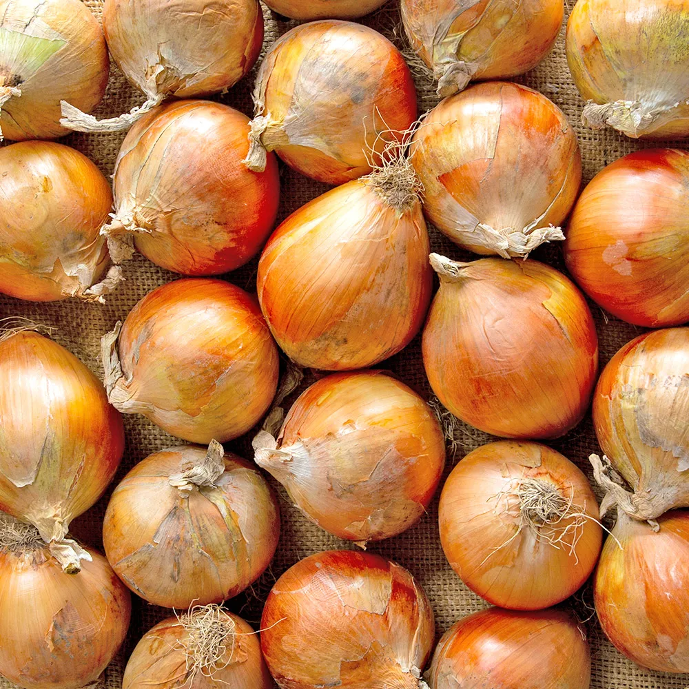 경남 창녕 햇양파 2kg 부터 중 특 육질단단 아삭 저장성이 높은 양파 시배지에서 수확된 양파