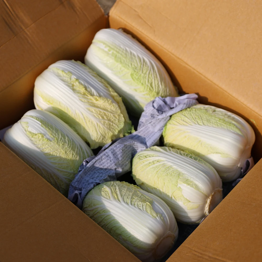 أذن البحر هاينان المجوفة ثلاث قطع ستة قطع 12 قطعة