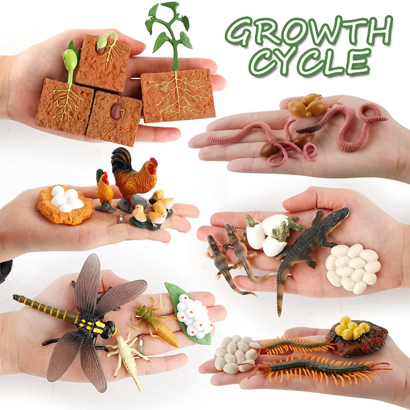 Simulation Animals Life Growth Cycle Chicken Butterfly Ladybug Action Figures Goose Green Bean Plant Science Educational Kid Toy