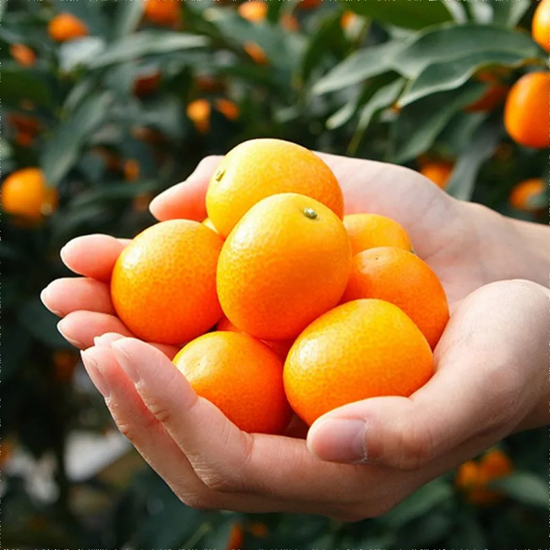 First to be released! Jeju kumquat hit by sea wind 1kg