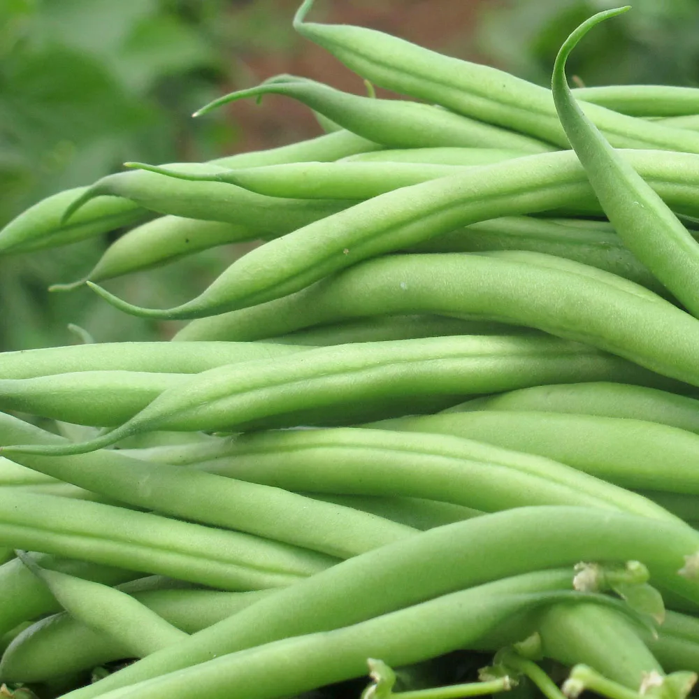 [Sansan village] Domestic production green bean green bean 300g 500g 1kg