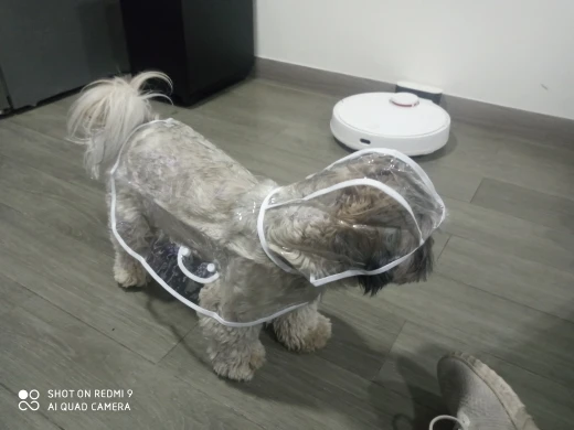 Customer review photo for Clear Water-Resistant Dog Raincoat with Harness Opening