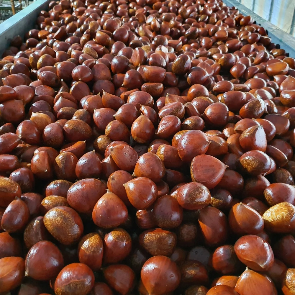 Sweet and thick, Sun egg chestnut size 1kg