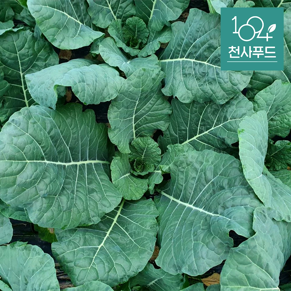 Zumo de kale orgánico ecológico, 1kg