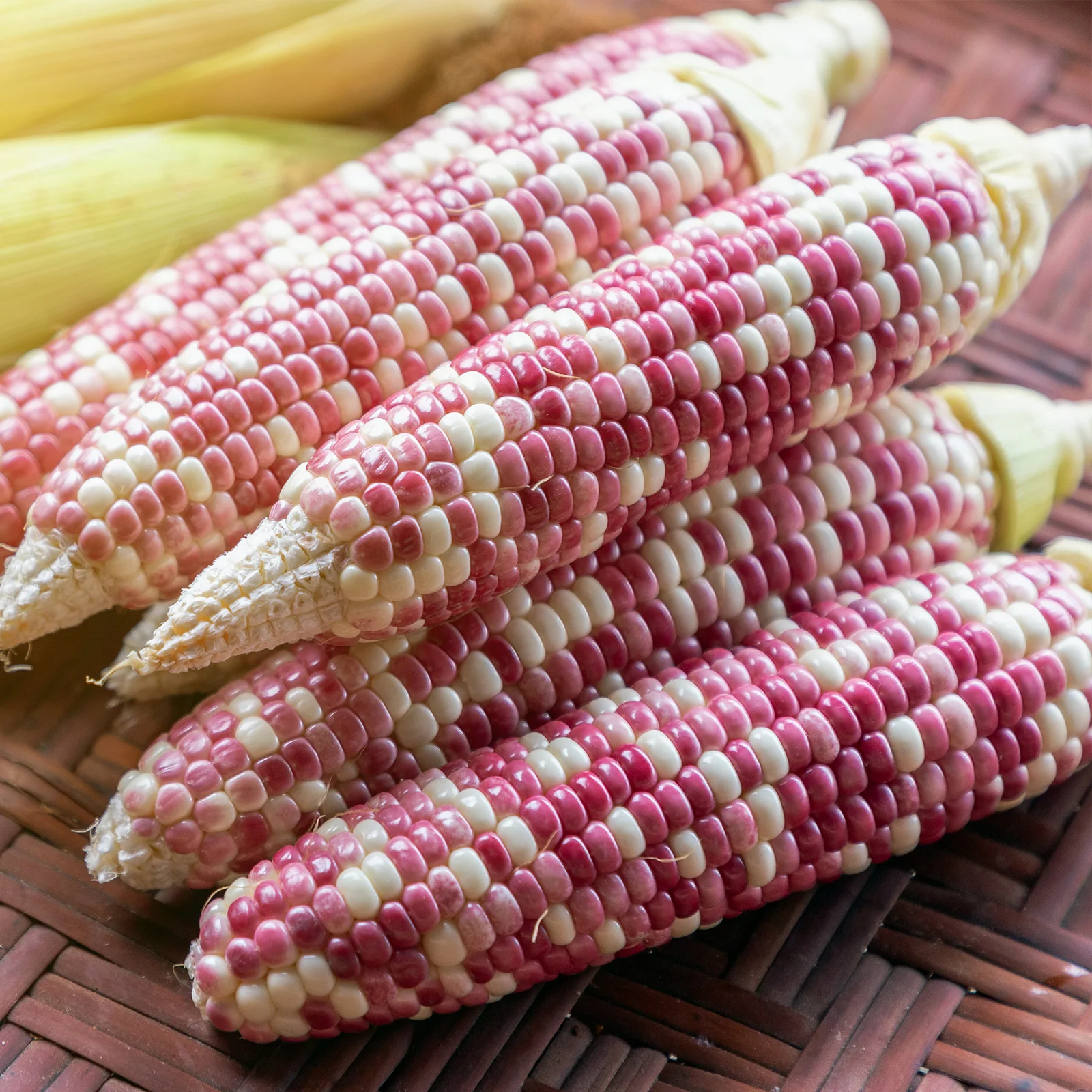 جيو بطاطس حلوة حمراء مسلوقة وناعمة / ذرة أولجيوكيا 30 قطعة