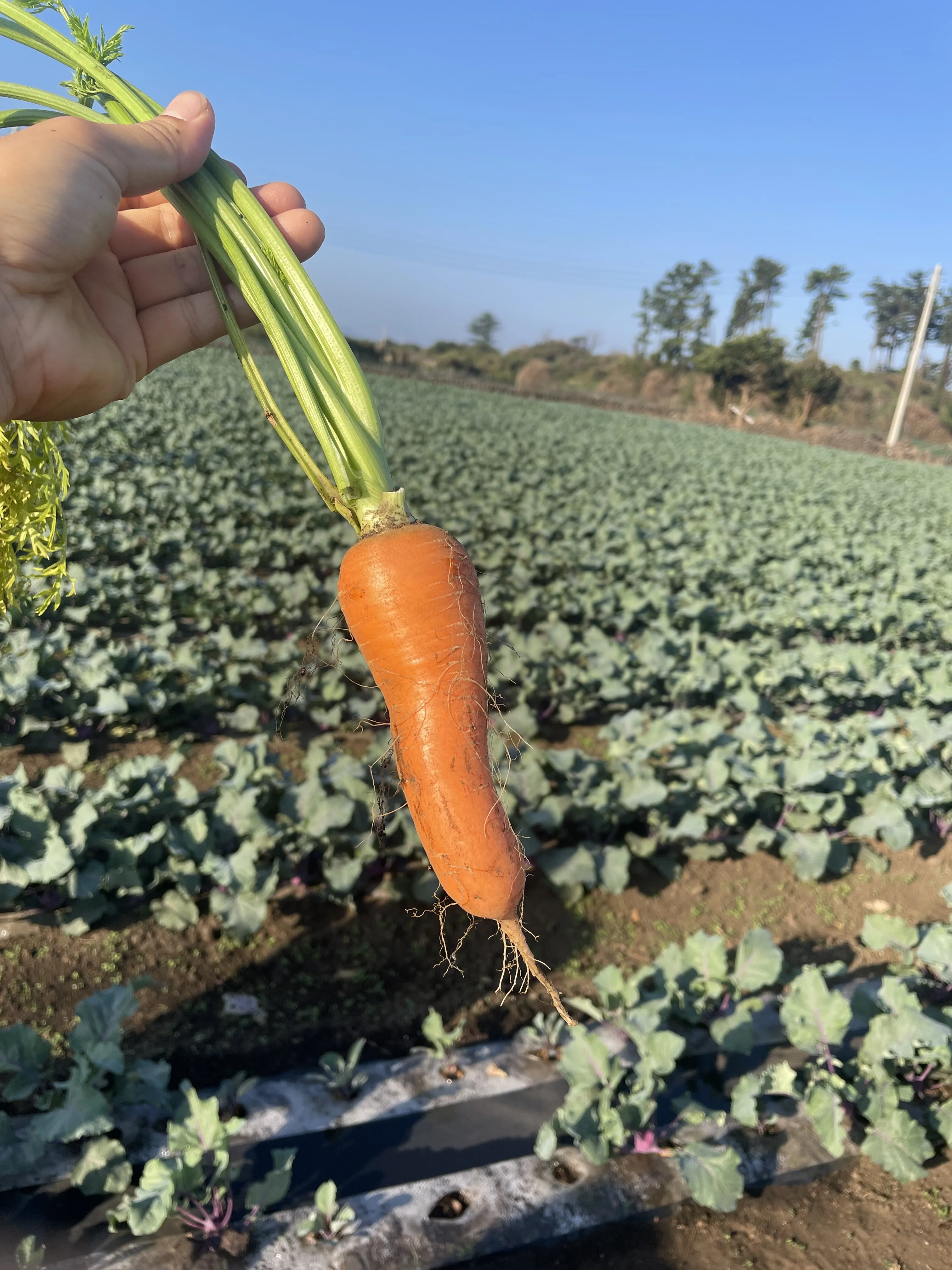 [Jeju DQ Berry Farm] Jeju Guwa Carrot Dirt Carrot 3kg 5kg