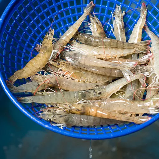 Korea Agricultural and Fisheries Domestic Steel Shrimp 1kg 28 ~ 30 US biological White-leg shrimp [origin: Domestic]