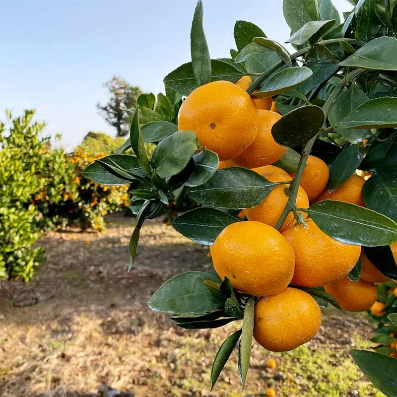 اليوسفي الموسمية Jeju 4.5 كجم ~ مندارين جيجو حلوة وحامضة طازجة يتم شحنها مباشرة من برتقال Jeju Mandarin