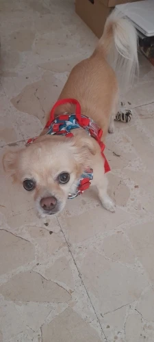 Arnés para perros Truelove en color fucsia