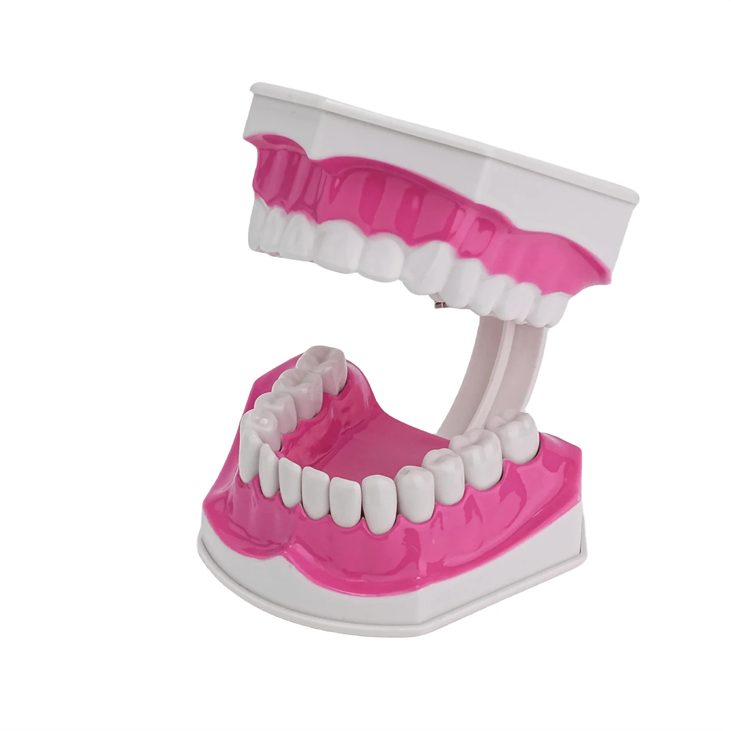 

Teeth Model for Kids - 2 Times Tooth Brushing Model Large Teeth Model with Toothbrush Oversized Dental Model for Teeth Brushing