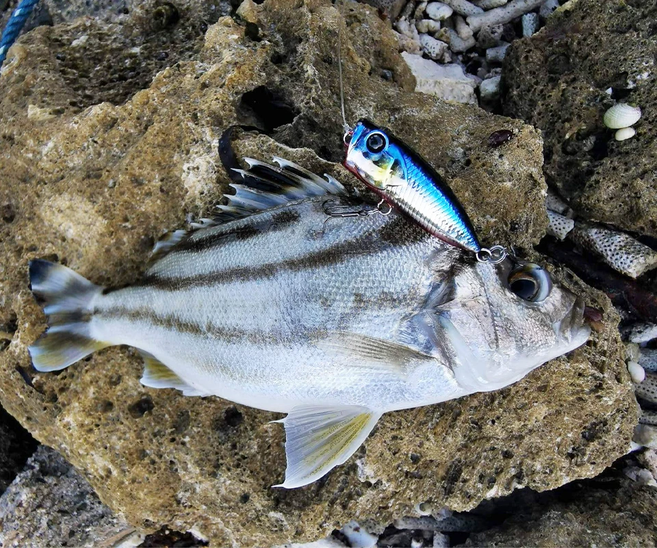 TSURINOYA 4 cm 3,3 g Angelköder Topwater Popper CATCHER 40F Hundespaziergang Action Harter Köder Leichtes Spiel Bass Rockfish Großes Mausmodell – Detail 20