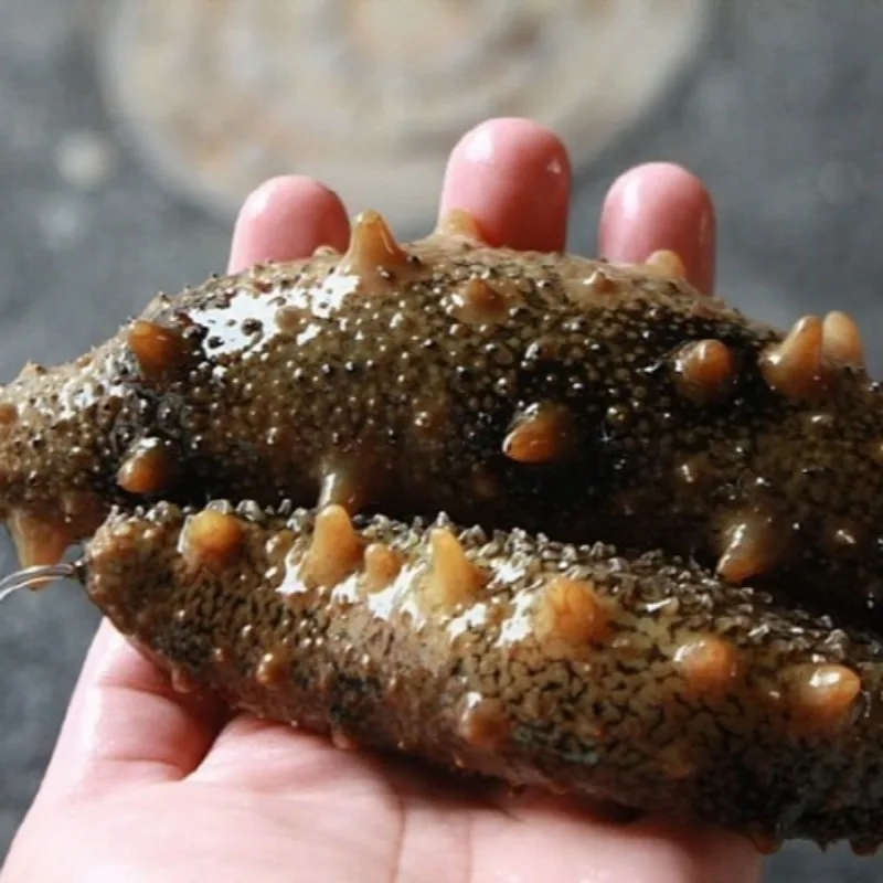 [Footy N] 500g of natural sea cucumber/The cheapest and best size (7-12 mi)