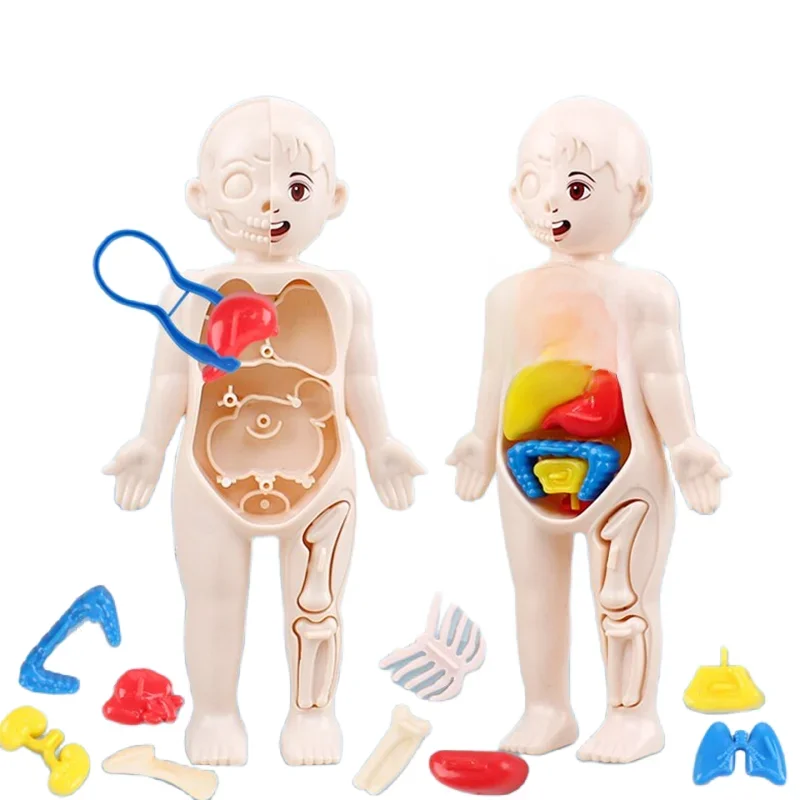 13 Stück Set Montessori Spielzeug Kinder Wissenschaft Bildung menschlichen Körper Organ Anatomie