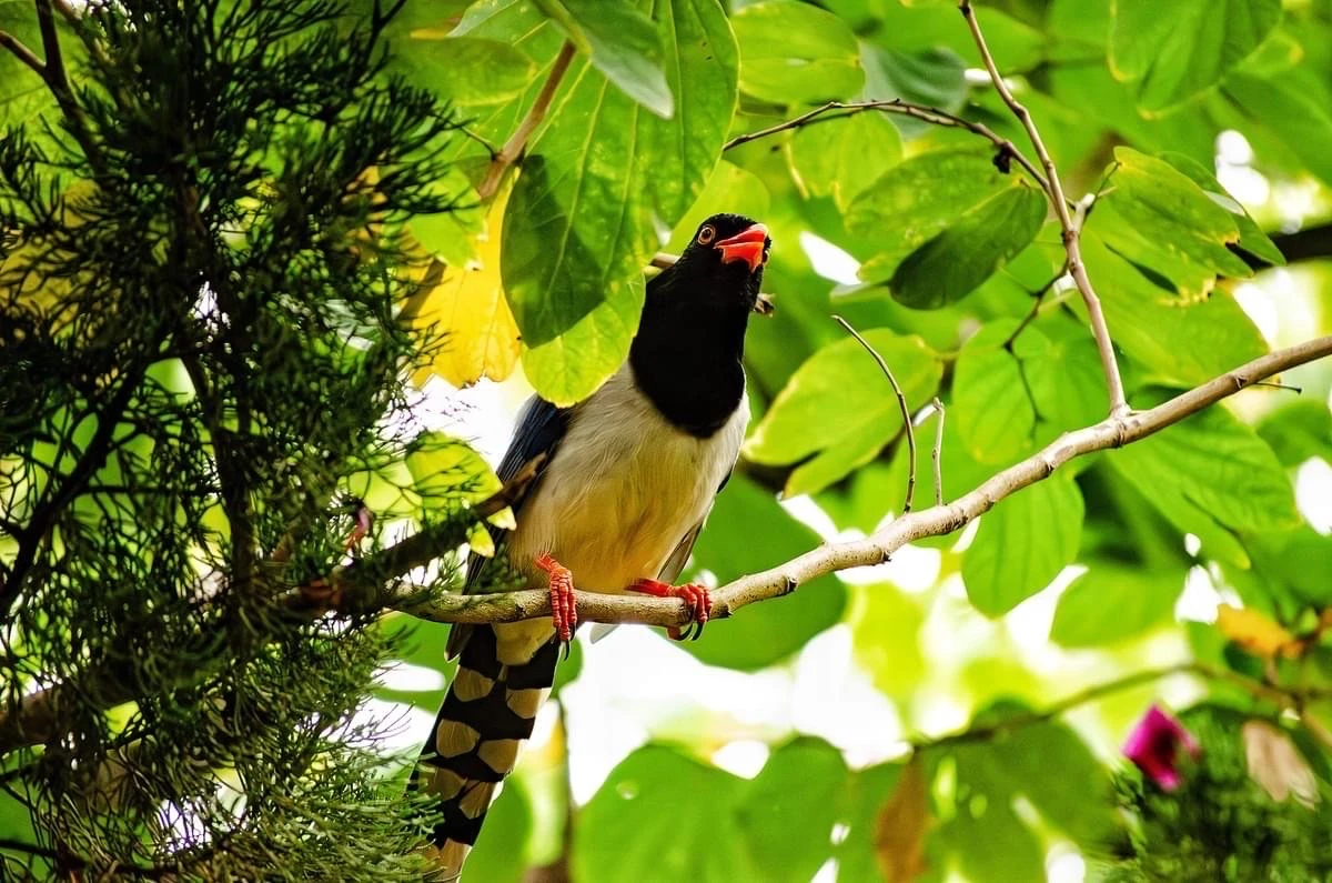 

500ml Ceramic Mug Coconut Shape Mug For Gifts Cups Hawaii Tiki Mugs Cocktail Cup Beer Beverage Mug Wine