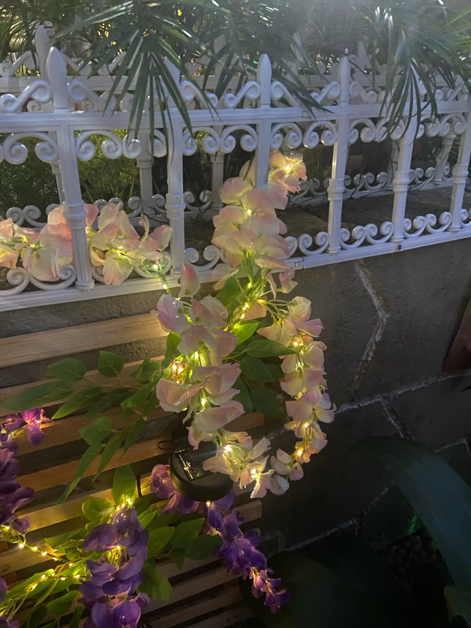 Plante glycine à fleurs solaire